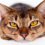 nihao 的档案图片